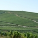 2009_08_24 043 omgeving Champillon - wijngaarden - uitzicht wijng