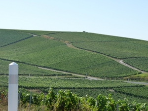 2009_08_24 043 omgeving Champillon - wijngaarden - uitzicht wijng