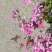 2009_08_24 069 Epernay - Mercier - insect op bloem