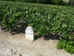 2009_08_24 070 Epernay - Mercier - wijngaard
