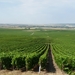 2009_08_24 132 onderweg naar Reims - uitzicht wijngaarden