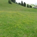 2009_07_09 033 Sellajoch (Passo Sella) - uitzicht alpenweide bloe