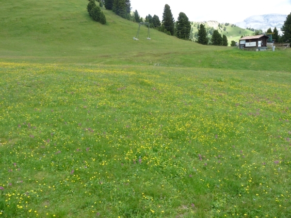 2009_07_09 033 Sellajoch (Passo Sella) - uitzicht alpenweide bloe
