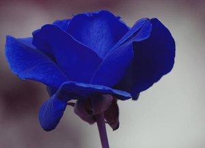 Blauwe roos