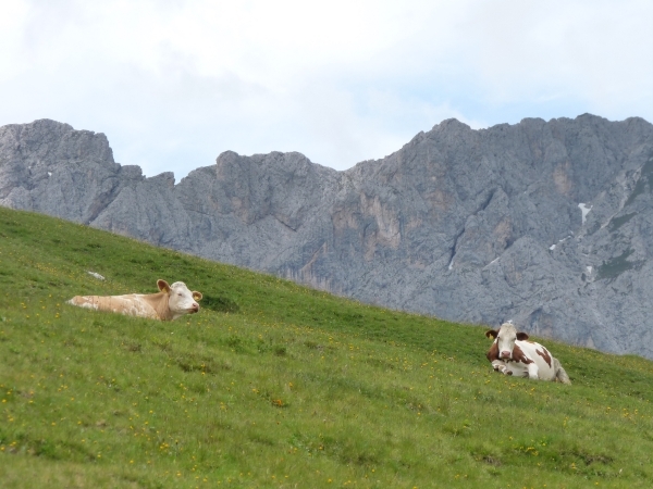 2009_07_10 051 Würzjoch (Passo delle Erbe) - koeien en rotsen