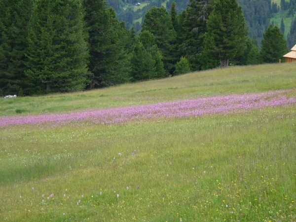 2009_07_10 060 Würzjoch (Passo delle Erbe) - bloemen in gras - c