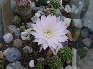 cactus bloem op terras