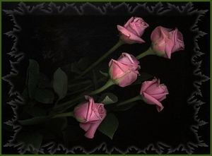 roze roosjes
