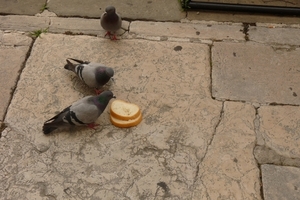 2009_07_22 014 Koper - duiven eten brood