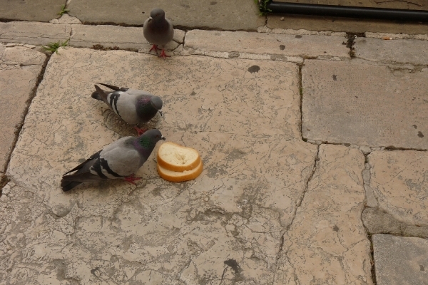 2009_07_22 014 Koper - duiven eten brood