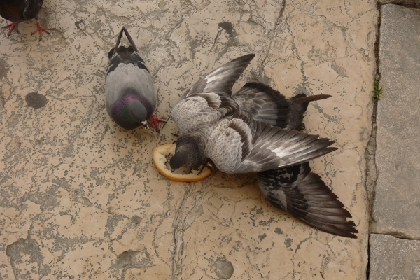 2009_07_22 016 Koper - duiven eten brood