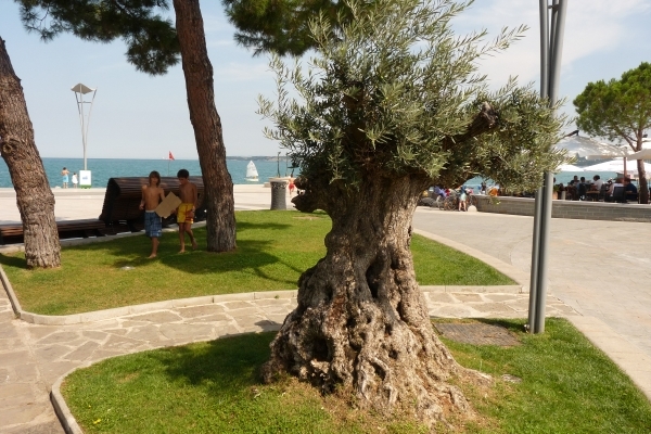 2009_07_22 023 Koper - kleine olijfboom op strand