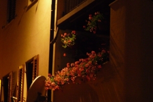 2009_07_24 070 Novigrad - straat 's nachts, bloemen (blooper)