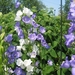 Campanula