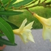 Oleander geel