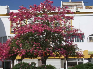 een bloeiende boom