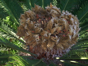 palmkrulbloem