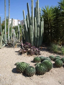 lange cactussen