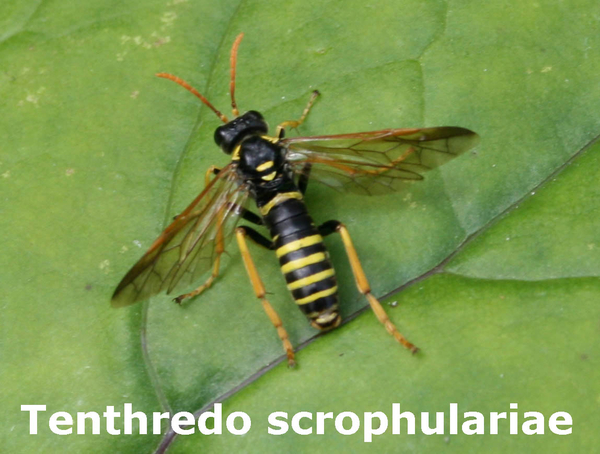 Tenthredo scrophulariae