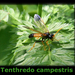 Tenthredo campestris