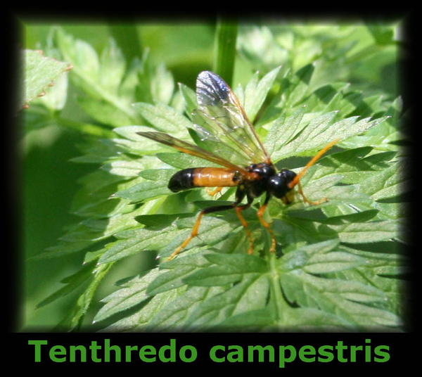 Tenthredo campestris