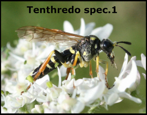 Tenthredo spec..