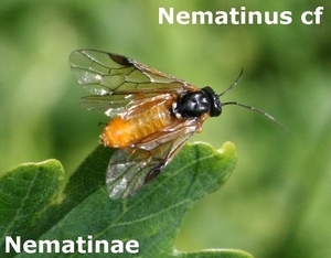 nematinus spec