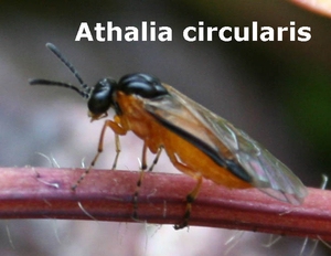 athalia circularis