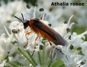 Athalia rosae 23.8bp