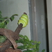 Zoo Berlijn:gele slang