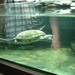 Zoo Berlijn:langhals schildpad.