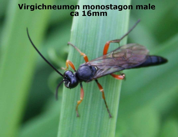 ichneumonidae  echte sluipwespen