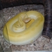 gele python