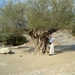 Olijfboom van meer dan 1100 jaar oud