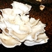 Pleurotus pulmonarius