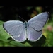 celastrina_argiolus_t