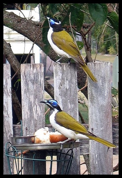 vogel Australie blueheaded honeyeater Queensland