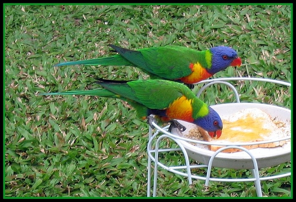 vogels rainbow-lorrikeets Australie Queensland
