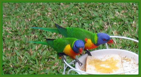 vogels rainbow-lorrikeets Australie Queensland