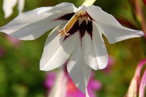 Acidanthera bicolor