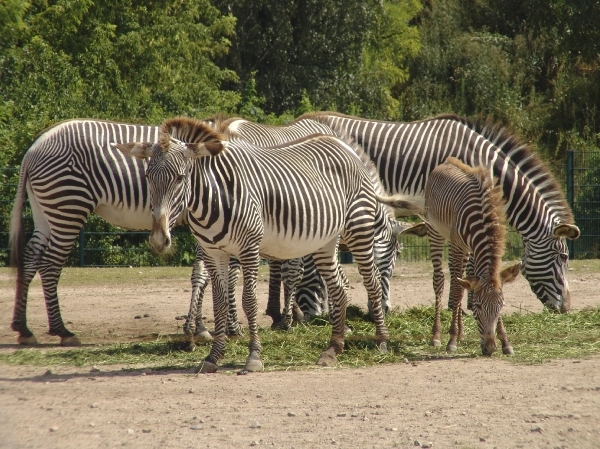 Berlin-Tierpark