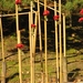 Chrysanten in de Japanse tuin 2009 013