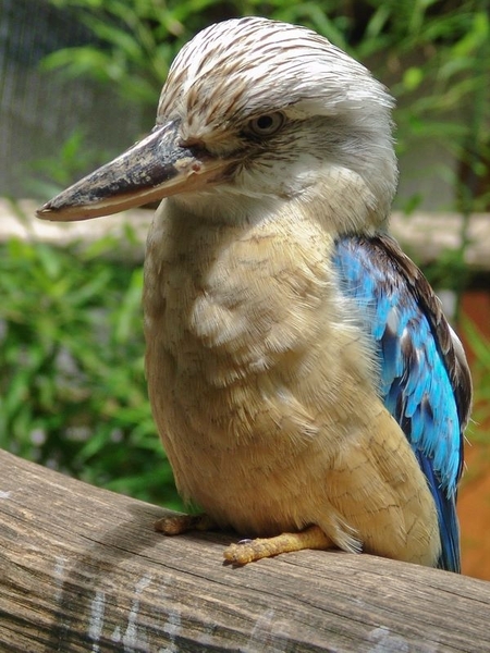 ZooParc Beauval in St-Aignan