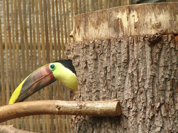ZooParc Beauval in St-Aignan