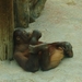 ZooParc Beauval in St-Aignan