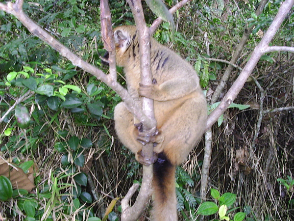 Madagaskar 020