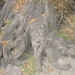 wortels van een zeer oude boom