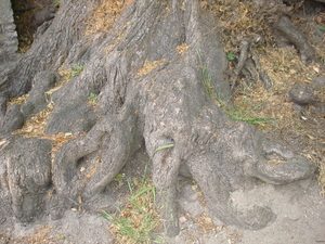 wortels van een zeer oude boom