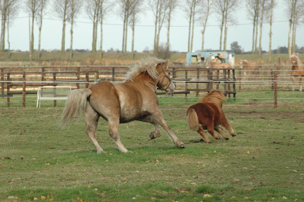 Haflinger, paardje, Lodewijk, Pony