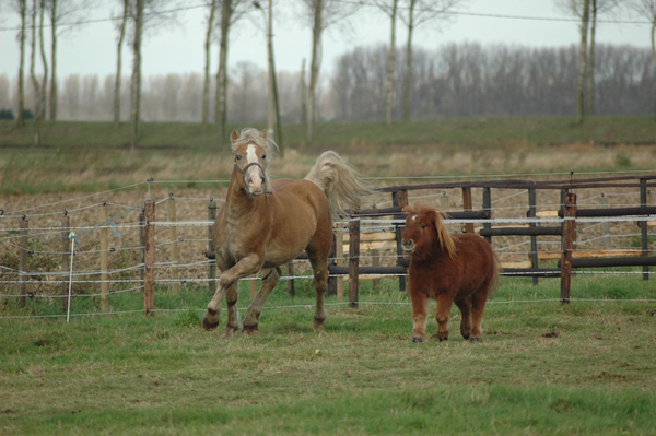Haflinger paardje pony